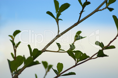 alder tree blossoming out in the spring