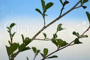 alder tree blossoming out in the spring