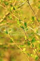 alder tree blossoming out in the spring