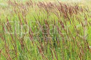 green grass in the field