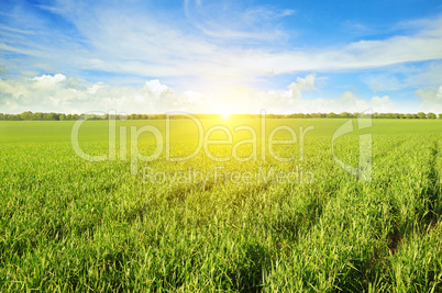 field, sunrise and blue sky