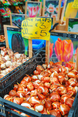 Boxes with bulbs at the Floating flower market in Amsterdam
