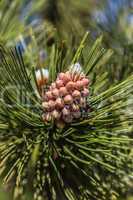 Pine cone blossom