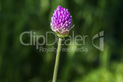 Zwiebelblüte - Onion Blossom