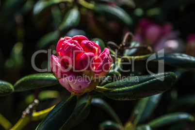 Rhododendron Blossom