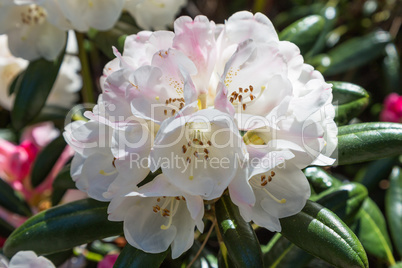 Rhododendron Blossom