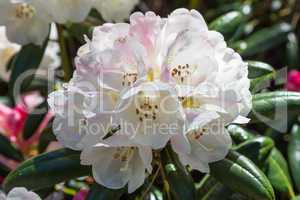 Rhododendron Blossom