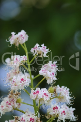 kastanienblüte