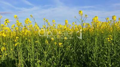 Rapeseed Field and Blue Sky