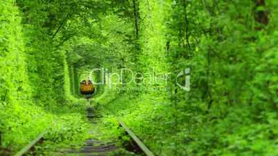 Train in a Green Tunnel of Trees