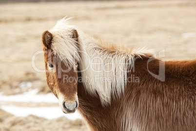 Icelandic horse with blone mane on a meadow