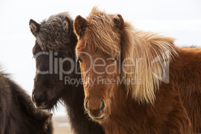 Icelandic horses on a meadow