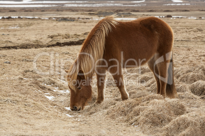 Brown Icelandic horse on a meadow