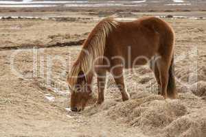 Brown Icelandic horse on a meadow