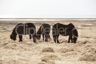 Three Icelandic horses on a meadow