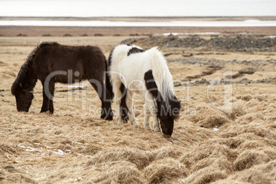 Two Icelandic horses on a meadow