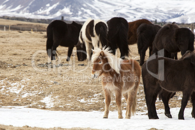 Herd of Icelandic horses in snowy mountain landscape