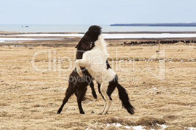 Icelandic horses fighting against each other