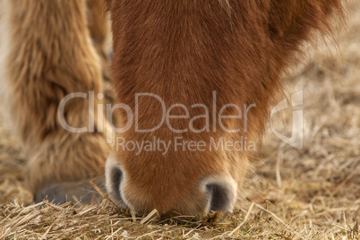 Closeup of a brown Icelandic horse eating grass