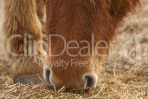 Closeup of a brown Icelandic horse eating grass