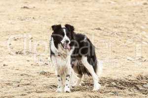 Portrait of an attentive border collie