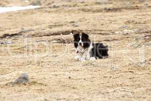 Portrait of an attentive border collie