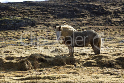 Icelandic horse on a meadow