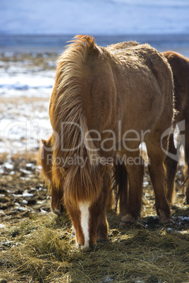 Brown Icelandic horse eats grass