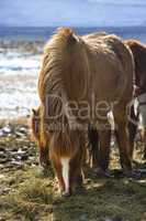 Brown Icelandic horse eats grass