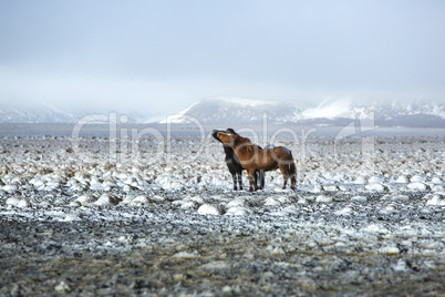 Two Icelandic horses in winter landscape