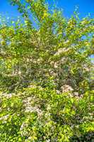 Gemeiner Weißdorn, Blüte,Crataegus laevigata