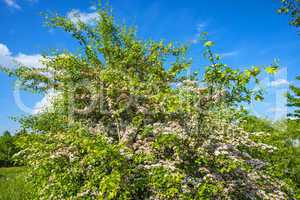 Gemeiner Weißdorn, Blüte,Crataegus laevigata