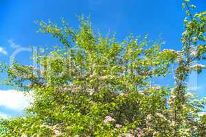 Gemeiner Weißdorn, Blüte,Crataegus laevigata