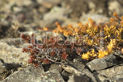 Shrubs in spring