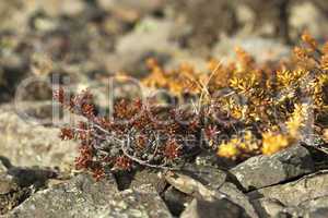 Shrubs in spring