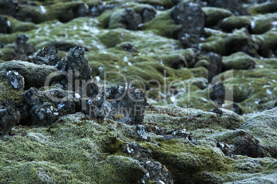 Closeup of resistant moss on volcanic rocks in Iceland