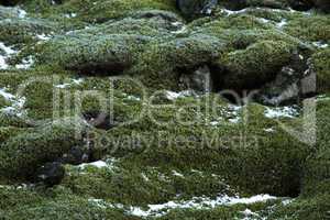 Closeup of resistant moss on volcanic rocks in Iceland