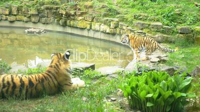 Wild two tigers in nature