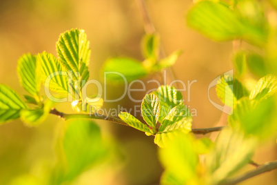 alder tree blossoming out in the spring