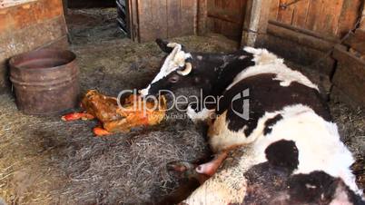 mother cow carefully looking after its just newborn calf