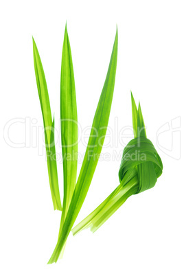 Fragrant Pandan leaves