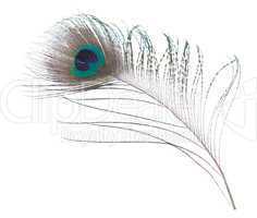 Peacock feather