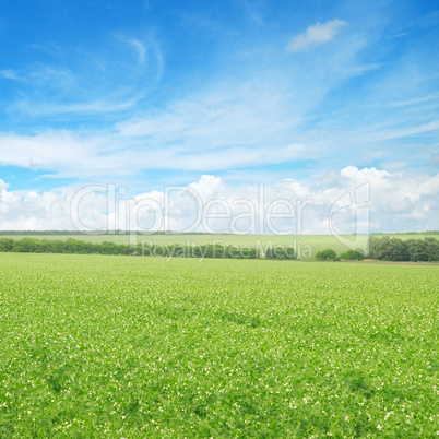 green field and blue sky with light clouds