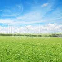 green field and blue sky with light clouds