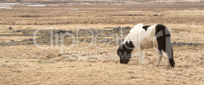 Portrait of a black and white Icelandic pony