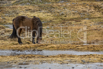 Wild Icelandic horse in spring