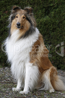 Langhaariger Collie