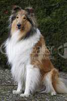 Langhaariger Collie