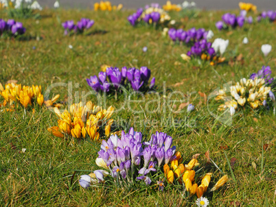 bunte Krokusse