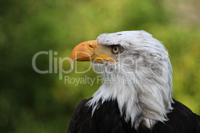 Weißkopfseeadler